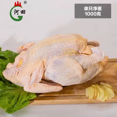 河田鸡150天小母鸡1000g