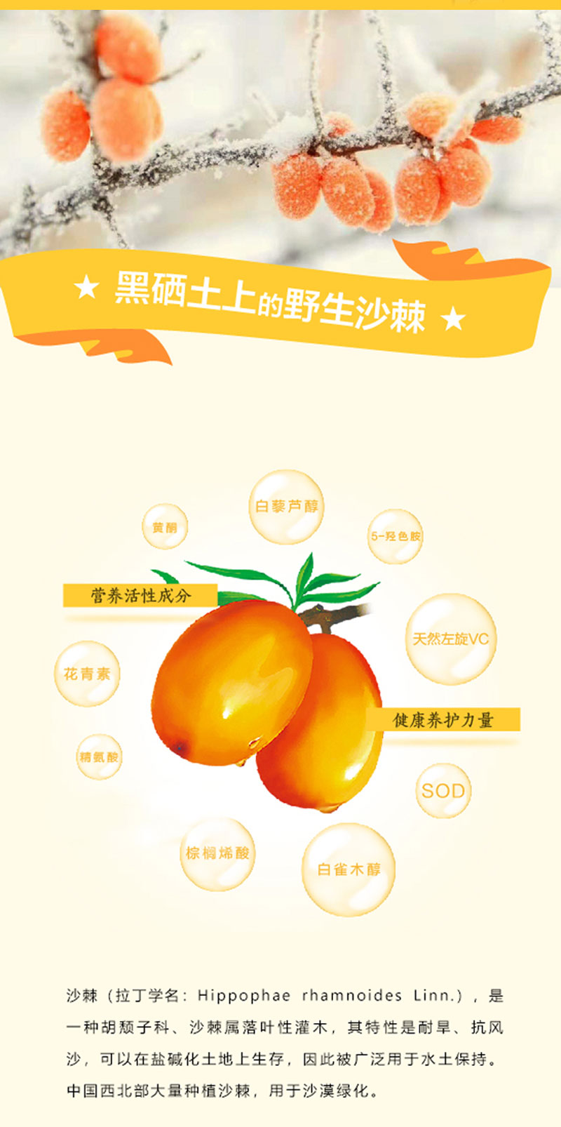 沙棘饮料详情图-01
