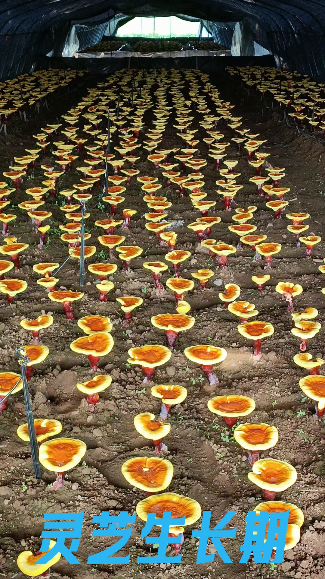 微信图片_2026-01-06_152418_043